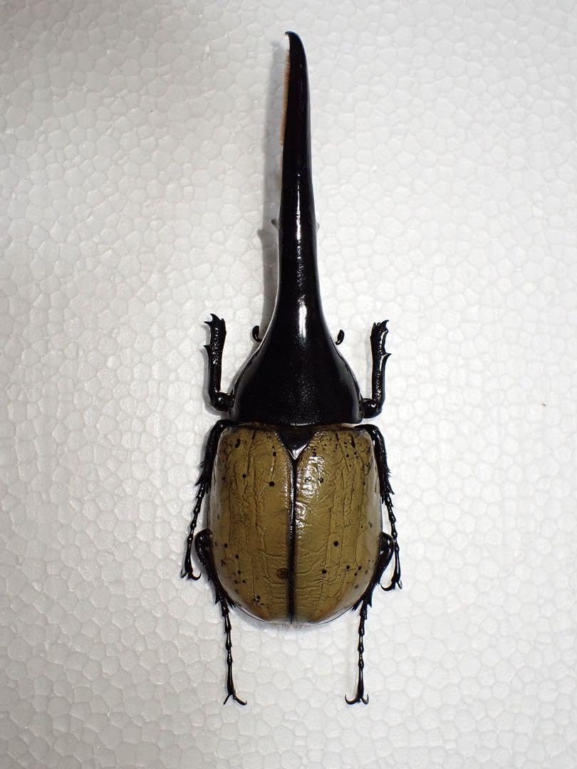 Amazon | 標本 ヘラクレスオオカブト 147.4ミリ 野外品？ | 化石・発掘